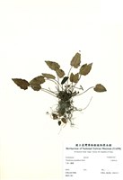 藏品(大鄧伯花)的圖片